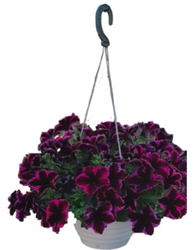 Кашпо 20 см подвесное  для цветов 3 литра фиолет Украина