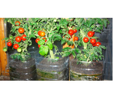 Выращивание помидоров в пластиковых бутылках на балконе
